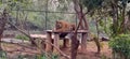 Royal bengal tiger at nandan can zoo in Bhubaneswar in india