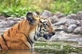 Royal Bengal Tiger, Panthera Tigris, bathing in water , India