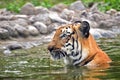 Royal Bengal Tiger, Panthera Tigris, bathing in water , India