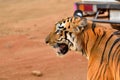 Royal bengal tiger profile Royalty Free Stock Photo