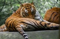 Royal Bengal Tiger Resting on the Platform Royalty Free Stock Photo