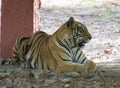 Royal Bengal Tiger  resting in the shade of tree Royalty Free Stock Photo