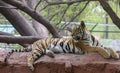 Royal Bengal Tiger  Resting In The Shade Of Tree