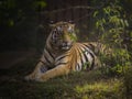 The Royal Bengal Tiger