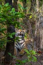 Royal bengal tiger showing dangerous canines Royalty Free Stock Photo