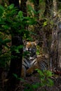 Royal bengal tiger showing dangerous canines