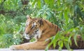 Royal Bengal Tiger sitting