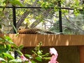 Royal Bengal tiger sleeping in a calm Royalty Free Stock Photo