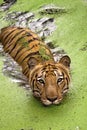 Royal Bengal Tiger swimming in water Royalty Free Stock Photo