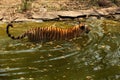 Royal Bengal Tiger wades through water Royalty Free Stock Photo