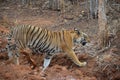 Royal Bengal tiger walking across a ditch at Tadoba Tiger Reserve, India