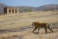 A Royal Bengal Tiger with landscape Royalty Free Stock Photo