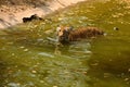 Royal Bengal Tiger walks through water Royalty Free Stock Photo