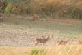 A royal bengal tiger watches intently as a couple of spotted deer pass by in Ranthambore National Park