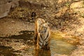 Royal Bengal Tiger in water