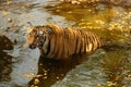 Royal Bengal Tiger in water