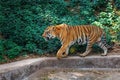 Royal Bengal Tiger in in Trivandrum, Thiruvananthapuram Zoo Kerala India