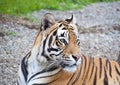 The beautiful royal bengal tiger in zoo Royalty Free Stock Photo