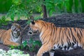 Royal Bengal Tigers Fighting in India Royalty Free Stock Photo