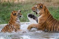 Royal Bengal Tigers Fighting Royalty Free Stock Photo