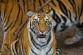 Royal Bengal Tigers in India Royalty Free Stock Photo