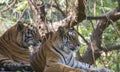 Royal Bengal Tigers or Indian Tigers  Panthera tigris tigris  Resting Royalty Free Stock Photo