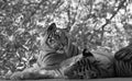 Royal Bengal Tigers Resting in the Shade during Summer Royalty Free Stock Photo