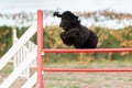 Royal black poodle jumping an agility fence
