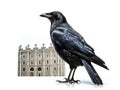 Ai Generated illustration Wildlife Concept of Royal black raven isolated on white background Tower of London - UK