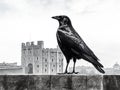 Ai Generated illustration Wildlife Concept of Royal black raven isolated on white background Tower of London - UK