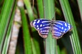 Royal Blue butterfly