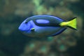 Royal blue tang Royalty Free Stock Photo