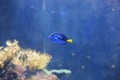 Royal blue tang