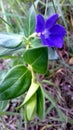 Royal-blue Wild Flower Protected By Leaves Dominates