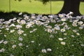 High angle view of Daisy, Royal Botanic Garden, Sydney, Australia Royalty Free Stock Photo