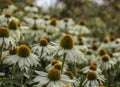 Royal Botanic Gardens, Kew - flowers with yellow centre. Royalty Free Stock Photo