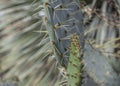 Royal Botanic Gardens, Kew, London - a dangerous cactus. Royalty Free Stock Photo