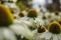 Royal Botanic Gardens, Kew, London - flowers with yellow centre; a closeup. Royalty Free Stock Photo