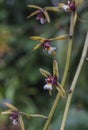 Royal Botanic Gardens, Kew, London - orchids. Royalty Free Stock Photo