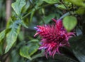 Royal Botanic Gardens, Kew, London - plants, pink and violet flowers. Royalty Free Stock Photo