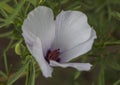 Royal Botanic Gardens, Kew, London - a white flower. Royalty Free Stock Photo