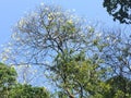 Peredeniya Flowering Tree, Kandy, Sri Lanka | The Royal BotaÃ¢â¬Â¦ Royalty Free Stock Photo