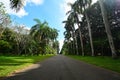 Royal Botanical Garden Peradeniya, Sri Lanka Royalty Free Stock Photo