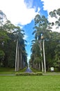 Royal Botanical Garden, Peradeniya Sri Lanka Royalty Free Stock Photo