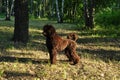 Royal brown poodle in park