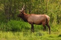 Royal Bull Elk