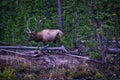 Royal Bull Elk, Yellowstone National Park, Montana.