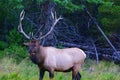 Royal Bull Rocky Mountain Elk