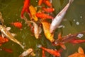 Royal carp in the pond, flock of carp