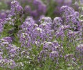 Royal Carpet Sweet Alyssum (lobularia maritima) Royalty Free Stock Photo